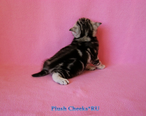 Британский котенок черный мрамор на серебре из питомника Plush Cheeks*RU