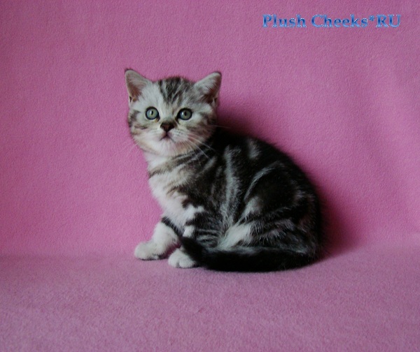 Британский котенок черный мрамор на серебре из питомника Plush Cheeks*RU