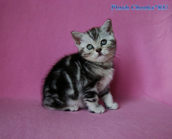 Британский котенок черный мрамор на серебре из питомника Plush Cheeks*RU