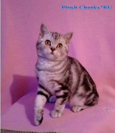 Британский котенок черный мрамор на серебре из питомника Plush Cheeks*RU