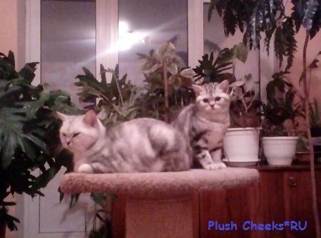Британский котенок черный мрамор на серебре из питомника Plush Cheeks*RU