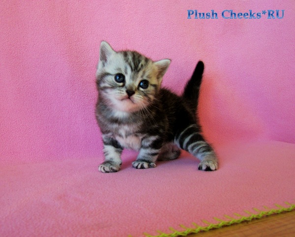 Британский котенок черный мрамор на серебре из питомника Plush Cheeks*RU