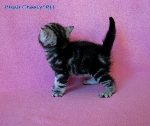 Британский котенок черный мрамор на серебре из питомника Plush Cheeks*RU