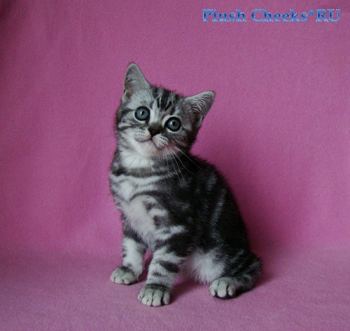 Британский котенок черный мрамор на серебре из питомника Plush Cheeks*RU