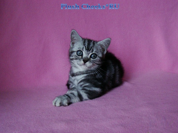 Британский котенок черный мрамор на серебре из питомника Plush Cheeks*RU