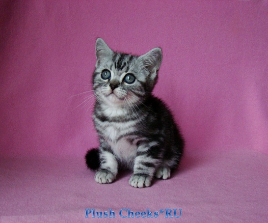 Британский котенок черный мрамор на серебре из питомника Plush Cheeks*RU