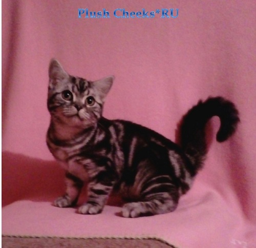 Британский котенок черный мрамор на серебре из питомника Plush Cheeks*RU