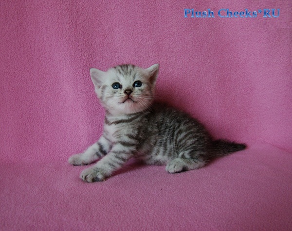 Британский котенок вискас из питомника Plush Cheeks*RU