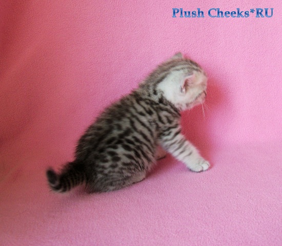 Британский котенок вискас из питомника Plush Cheeks*RU