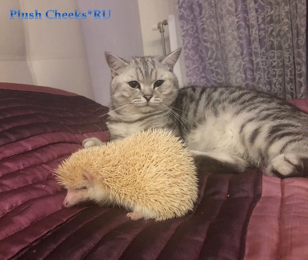 Британский котенок вискас из питомника Plush Cheeks*RU