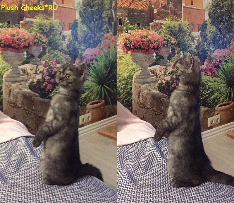Британский котенок черный дым из питомника Plush Cheeks*RU