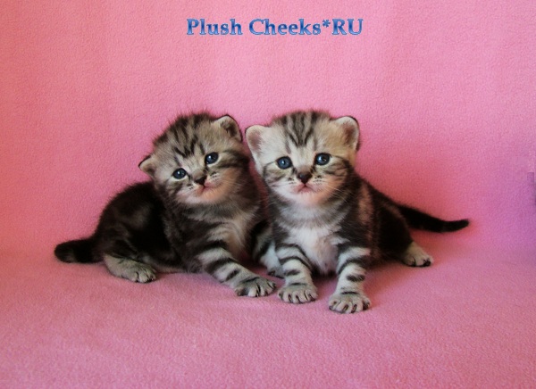 Trinity Plush Cheeks*RU Британский котенок черный мрамор на серебре из питомника Plush Cheeks*RU