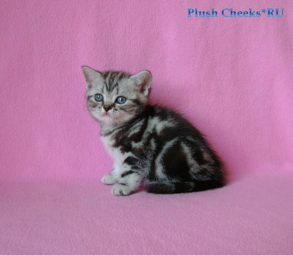 Trinity Plush Cheeks*RU Британский котенок черный мрамор на серебре из питомника Plush Cheeks*RU