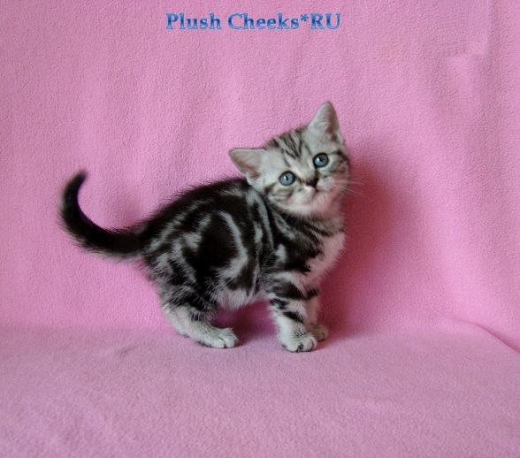 Trinity Plush Cheeks*RU Британский котенок черный мрамор на серебре из питомника Plush Cheeks*RU