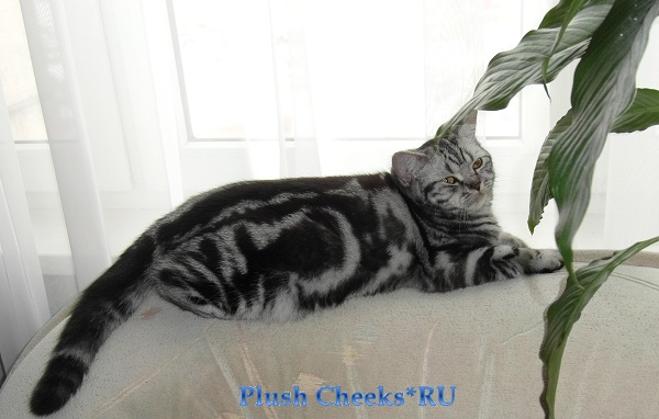 Trinity Plush Cheeks*RU Британский котенок черный мрамор на серебре из питомника Plush Cheeks*RU