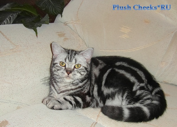 Trinity Plush Cheeks*RU Британский котенок черный мрамор на серебре из питомника Plush Cheeks*RU