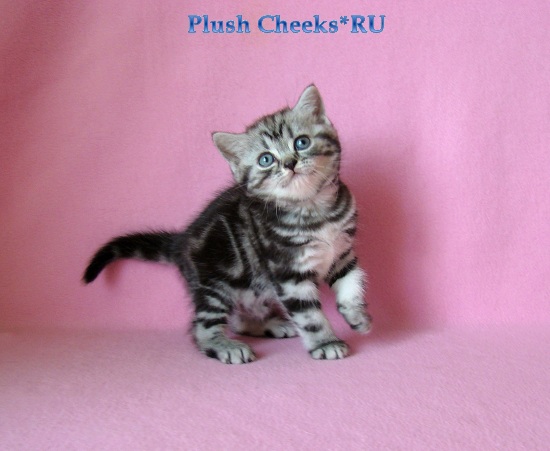 Tamilia Plush Cheeks*RU Британский котенок черный мрамор на серебре из питомника Plush Cheeks*RU