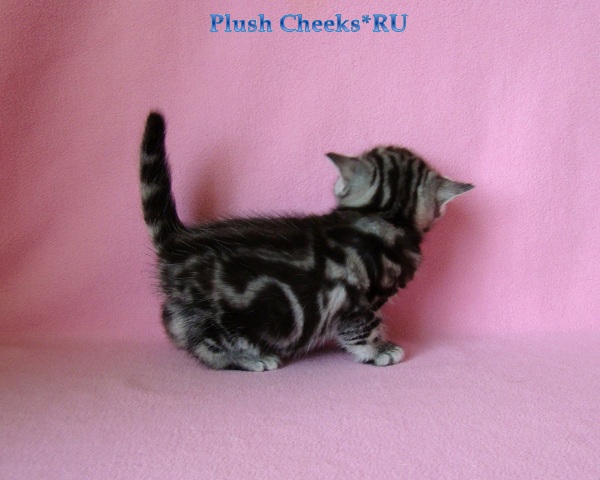 Tamilia Plush Cheeks*RU Британский котенок черный мрамор на серебре из питомника Plush Cheeks*RU