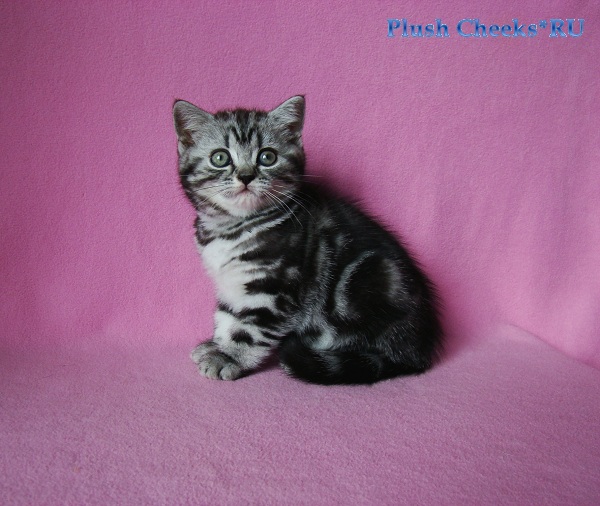 Tamilia Plush Cheeks*RU Британский котенок черный мрамор на серебре из питомника Plush Cheeks*RU