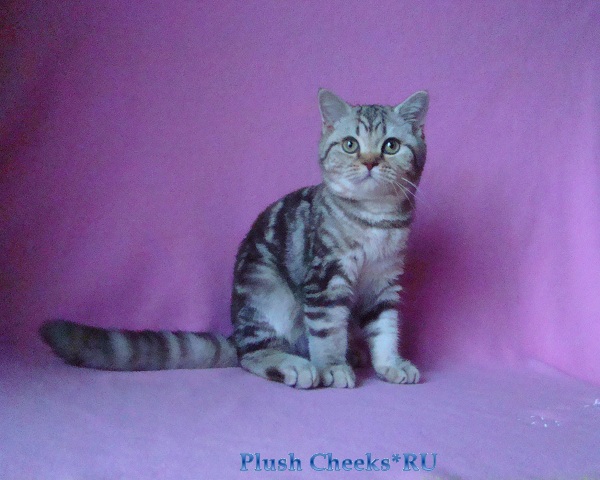 Британский мраморный котенок вискас BRI bs 22 из питомника Plush Cheeks*RU