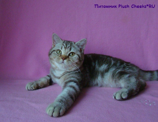 Британский мраморный котенок вискас BRI bs 22 из питомника Plush Cheeks*RU