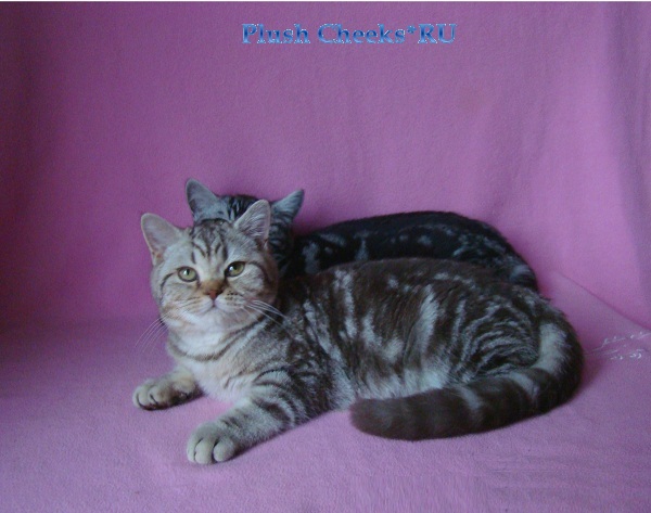 Британский мраморный котенок вискас BRI bs 22 из питомника Plush Cheeks*RU