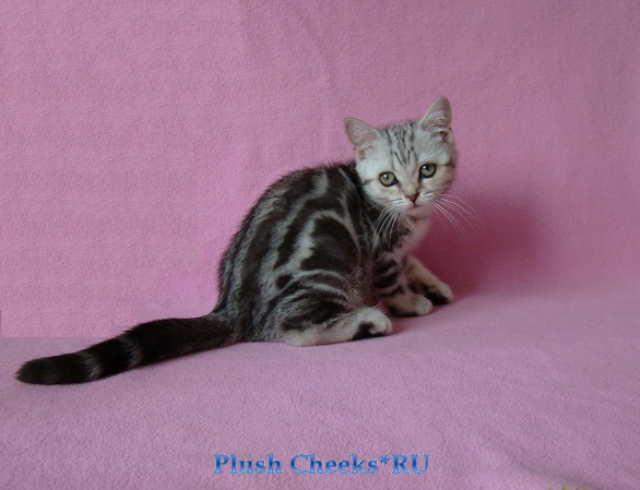 Британский котенок вискас из питомника Plush Cheeks*RU