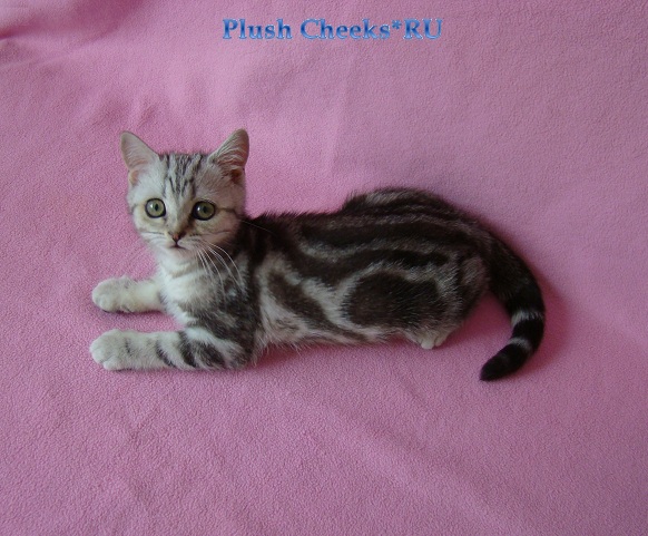 Британский котенок вискас из питомника Plush Cheeks*RU