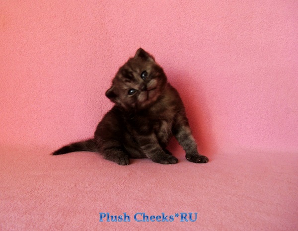 Британский котенок черный дым из питомника Plush Cheeks*RU