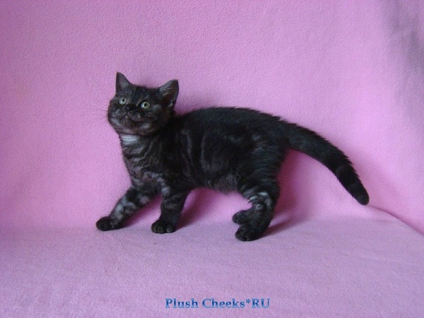Британский котенок черный дым из питомника Plush Cheeks*RU