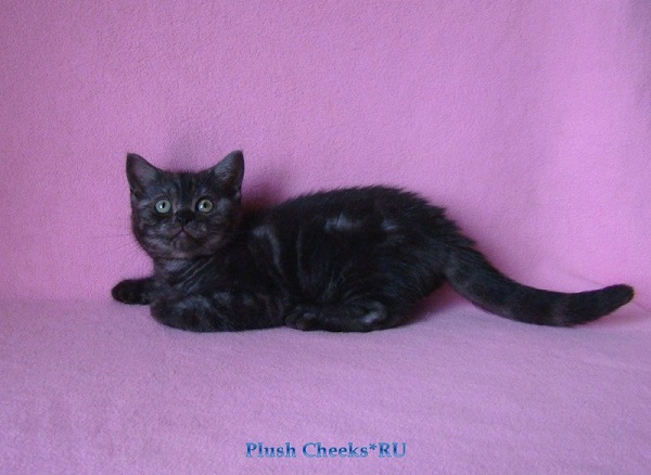Британский котенок черный дым из питомника Plush Cheeks*RU