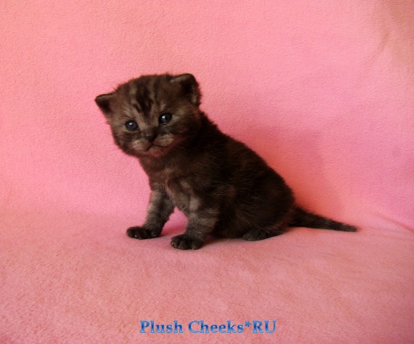 Британский котенок черный дым из питомника Plush Cheeks*RU