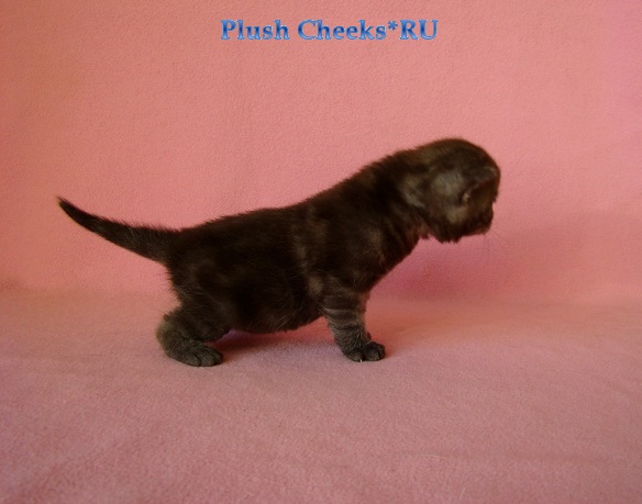 Британский котенок черный дым из питомника Plush Cheeks*RU
