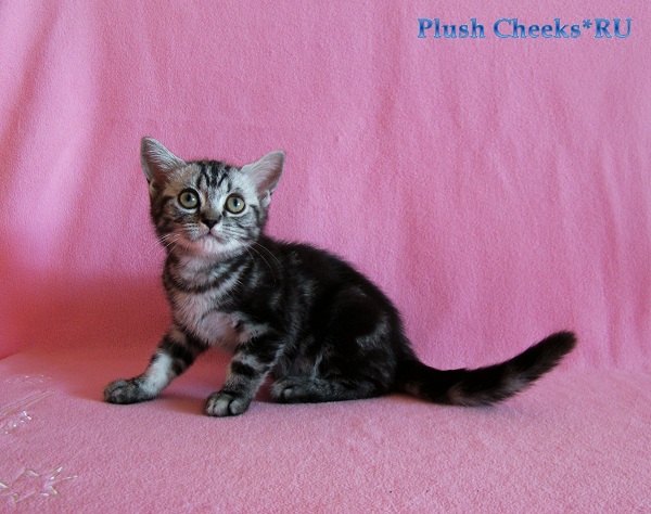 Британский мраморный котенок вискас BRI ns 22 из питомника Plush Cheeks*RU
