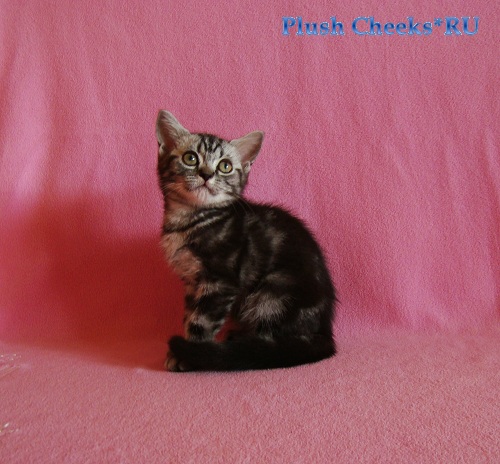 Британский мраморный котенок вискас BRI ns 22 из питомника Plush Cheeks*RU