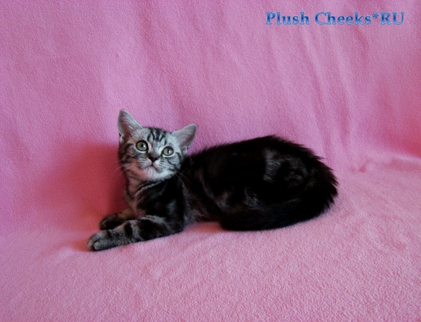 Британский мраморный котенок вискас BRI ns 22 из питомника Plush Cheeks*RU