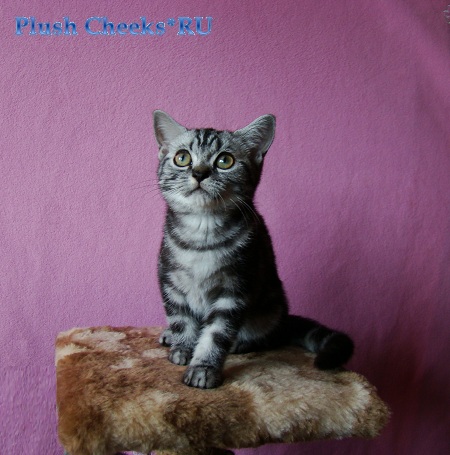 Британский мраморный котенок вискас BRI ns 22 из питомника Plush Cheeks*RU