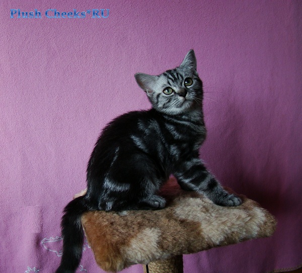 Британский мраморный котенок вискас BRI ns 22 из питомника Plush Cheeks*RU