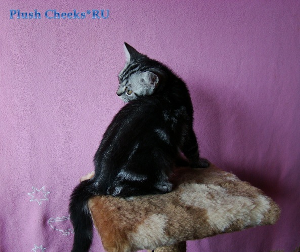Британский мраморный котенок вискас BRI ns 22 из питомника Plush Cheeks*RU