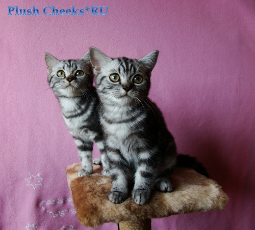 Британский мраморный котенок вискас BRI ns 22 из питомника Plush Cheeks*RU
