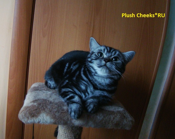 Британский мраморный котенок вискас BRI ns 22 из питомника Plush Cheeks*RU