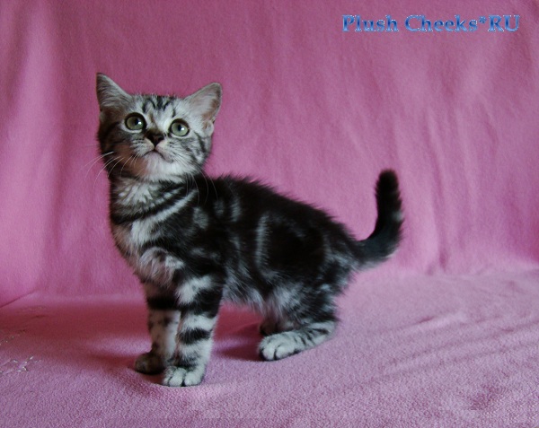 Британский мраморный котенок вискас BRI ns 22 из питомника Plush Cheeks*RU