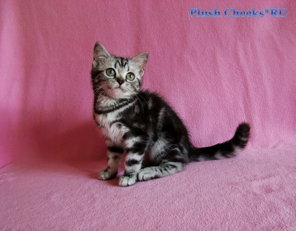 Британский мраморный котенок вискас BRI ns 22 из питомника Plush Cheeks*RU