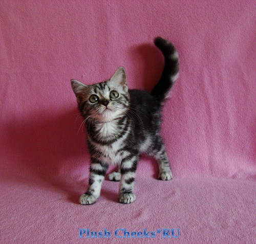 Британский мраморный котенок вискас BRI ns 22 из питомника Plush Cheeks*RU