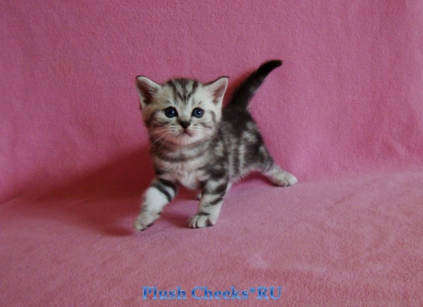 Yantar Plush Cheeks*RU Британский серебристый котенок вискас BRI ns 22 из питомника Plush Cheeks*RU
