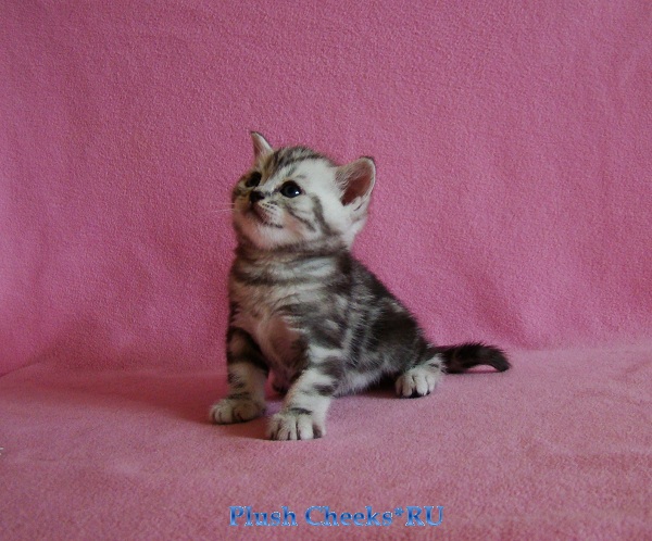Yantar Plush Cheeks*RU Британский серебристый мраморный котенок вискас BRI ns 22 из питомника Plush Cheeks*RU