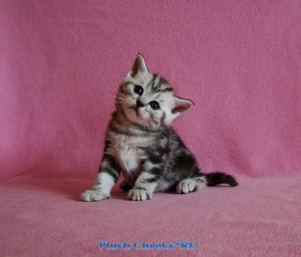 Yantar Plush Cheeks*RU Британский серебристый мраморный котенок вискас BRI ns 22 из питомника Plush Cheeks*RU