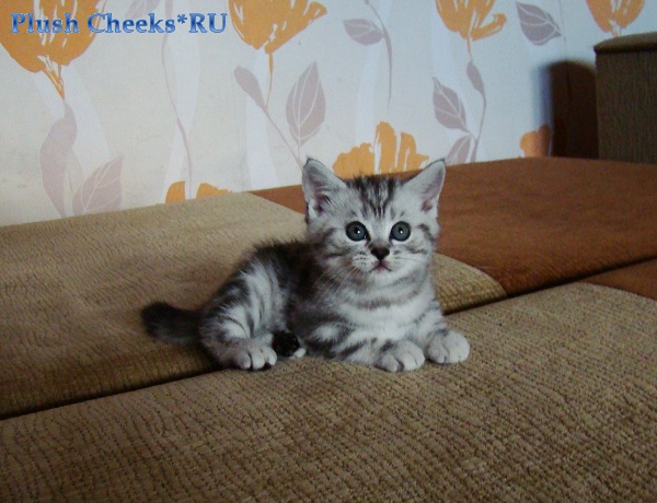 Yantar Plush Cheeks*RU Британский серебристый мраморный котенок вискас BRI ns 22 из питомника Plush Cheeks*RU
