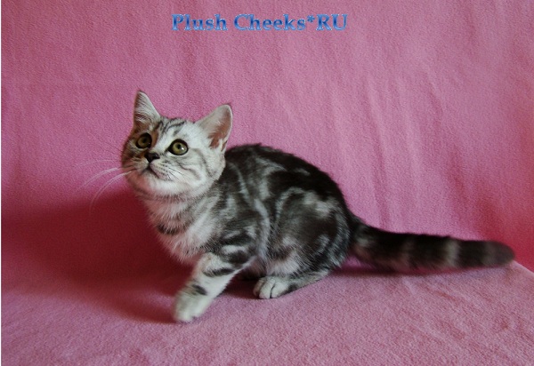 Yantar Plush Cheeks*RU Британский серебристый котенок вискас BRI ns 22 из питомника Plush Cheeks*RU