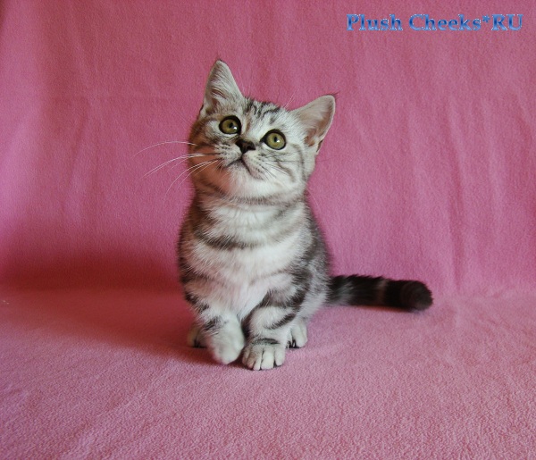 Yantar Plush Cheeks*RU Британский серебристый мраморный котенок вискас BRI ns 22 из питомника Plush Cheeks*RU